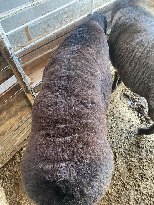 2ta qochqor sotiladi