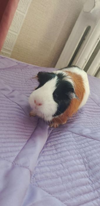 Продам морских свинок