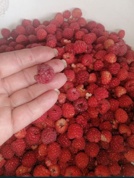 Продам домашнюю малину.