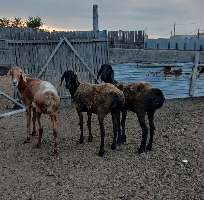 Продам 3 головы баран