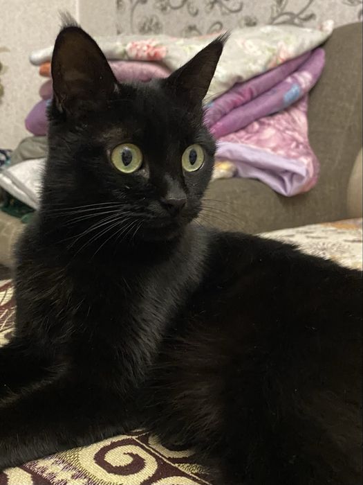 Передам Кошку в добрые руки