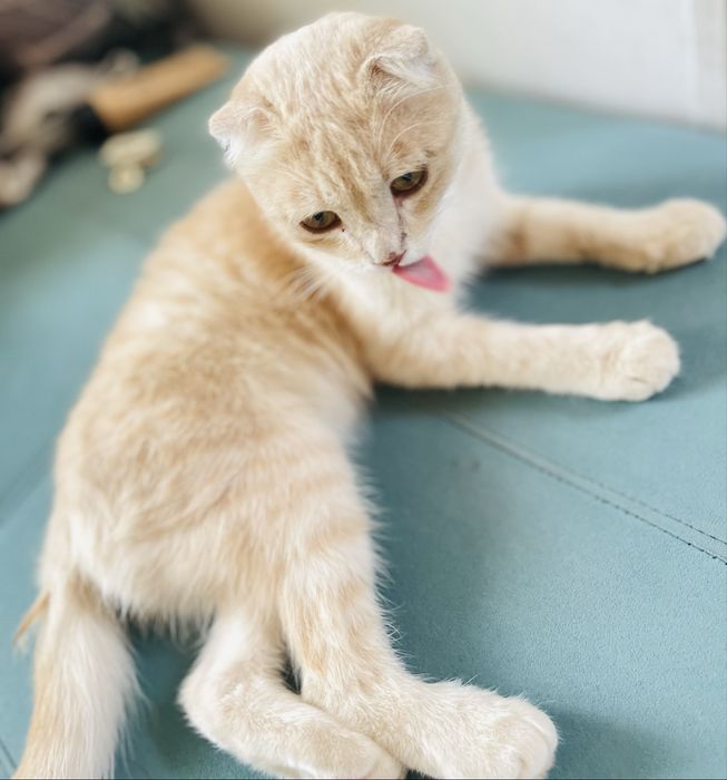 Шотландский кот (Scottish Fold)