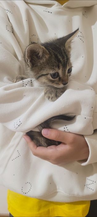 Отдам в добрые и ответственные руки.