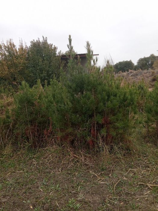 Mожжевельник Archa (SASNA)