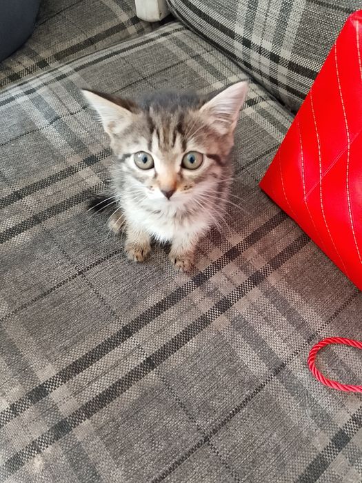 Отдам кошечку 2 месяца