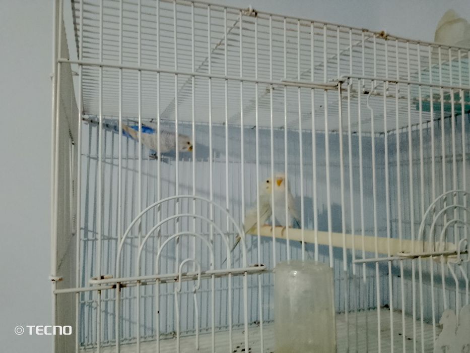 4oylik 2ta ayol 1ta erkak bor