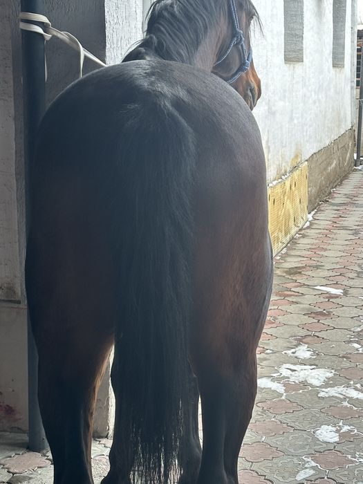 Айгыр жеребчик лошадь жеребец