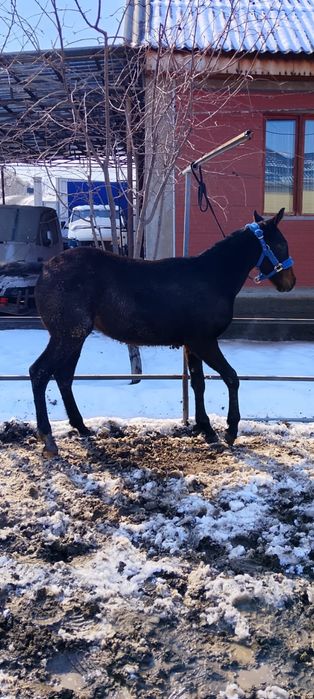 Продам жеребёнка кабылку