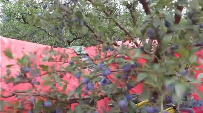 Utilaj recoltat prune, cirese, visine, alune, nuci, migdale