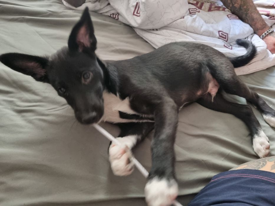 Идеальный пёс ищет семью