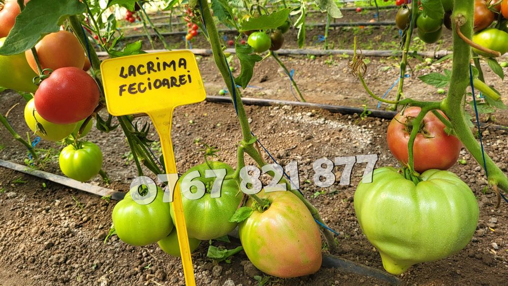 Rasad rosii [tomate] | Rasaduri rosii Prekos, Inima de bou, Ardei, etc