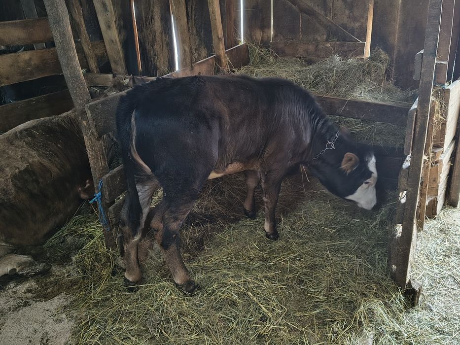 Vind o vițică de 4 luni jumate frumoasă