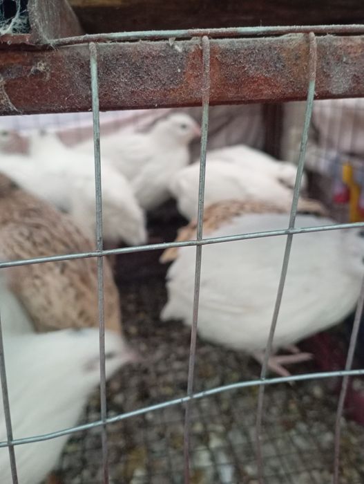 Проются перепелки