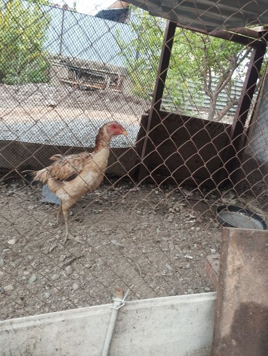 Продам .Курица дакана