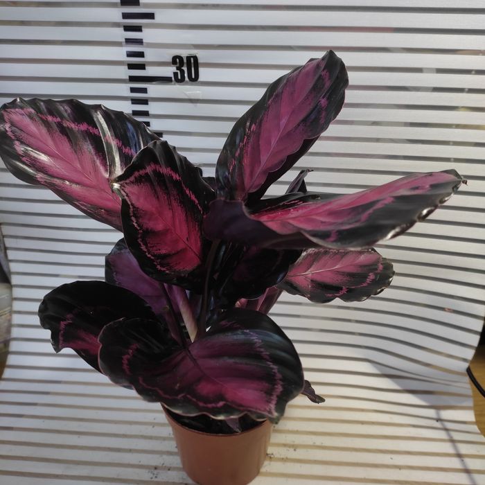 Калатеи, филодендрон, аглаонемы и диффенбахии(читать внимательно)