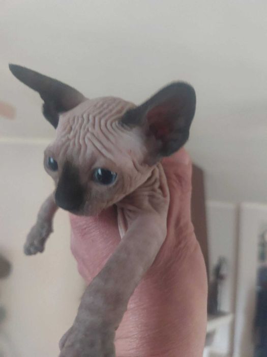 Канадски Сфинкс