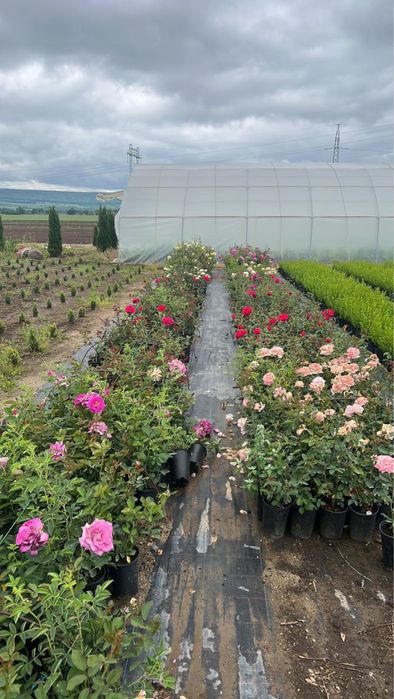 Рози в контейнер,щамбови рози!