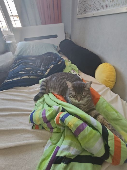 Котятки ищем добрые руки