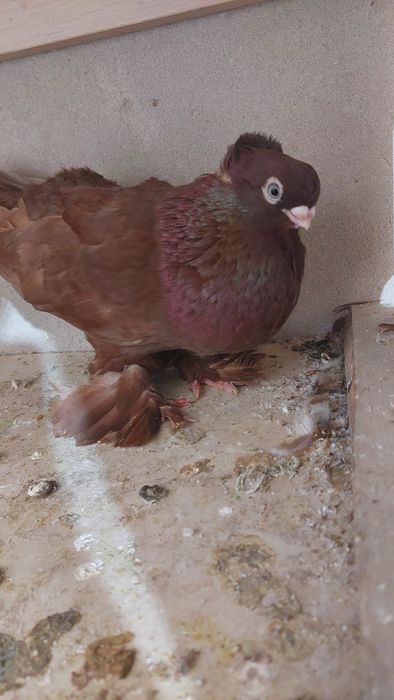 Голуби Красный руян кептер