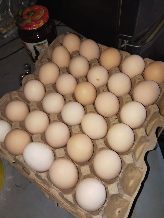 Яйцо домашнее. Колдын жумырткасы