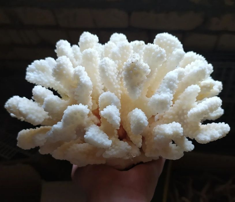 Akvarium uchun tabiiy karal