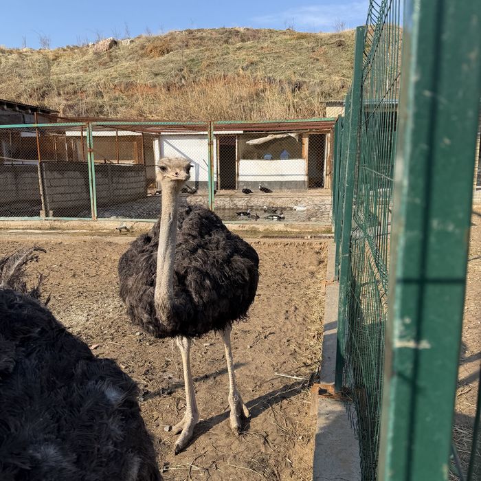 Страус Tuyaqush