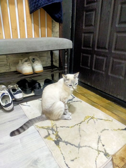 Бесплатно дарю кота