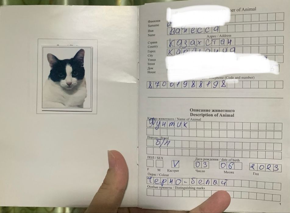 Отдаю кота в добрые руки