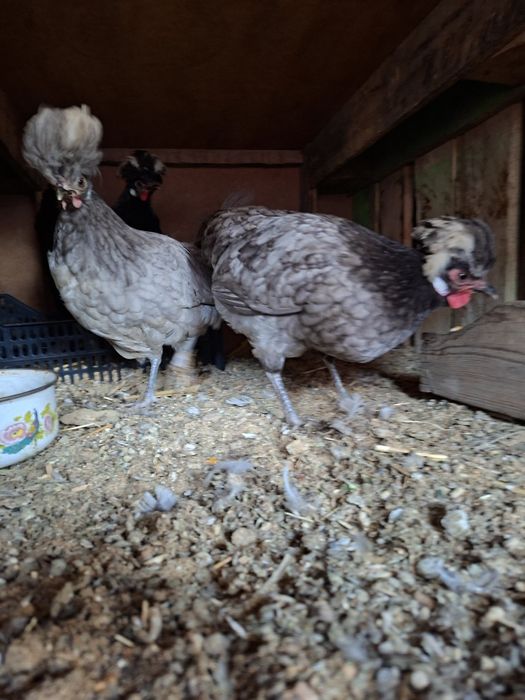 Gollandak tovuqlar sotuvda narxini kilishtirib biramiz