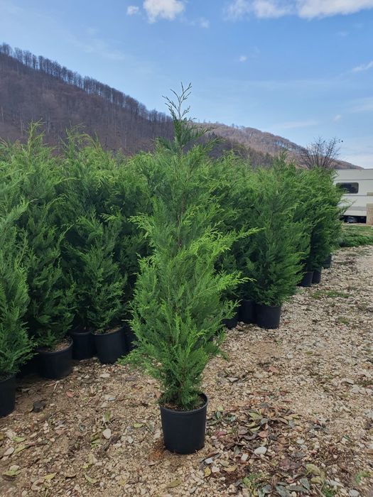 Tuia Leylandii înălțime 1.50m 1.60m