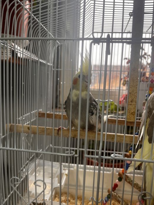 Pereche nimfe tinere + cușcă și mâncare incluse