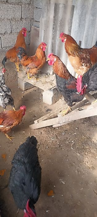 Хурозлар ва Брама товуқлар сотиладилади