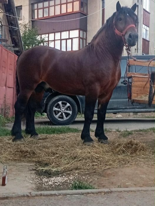 De vânzare armăsar