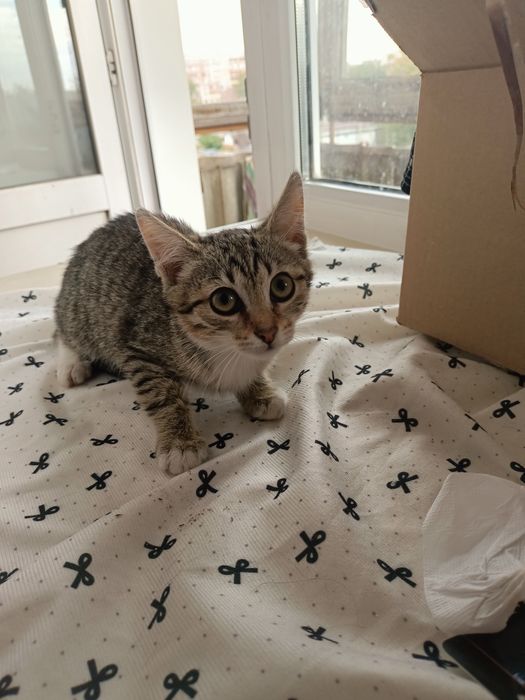 Отдам котят 3 месяца