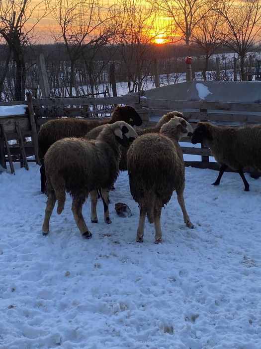 Oi carabase cu cap negru de Teleorman
