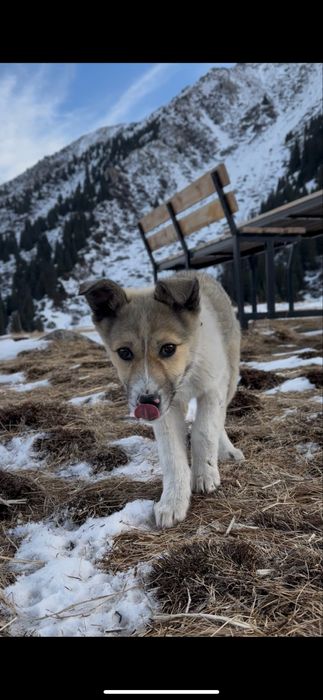 Щенок в добрые руки