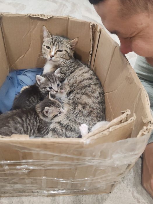 Котятки мармеладки