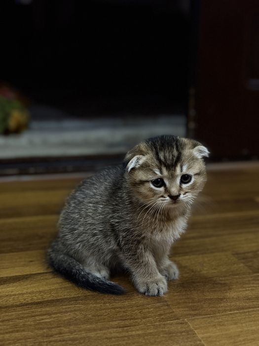 Scottish fold голубые глаза