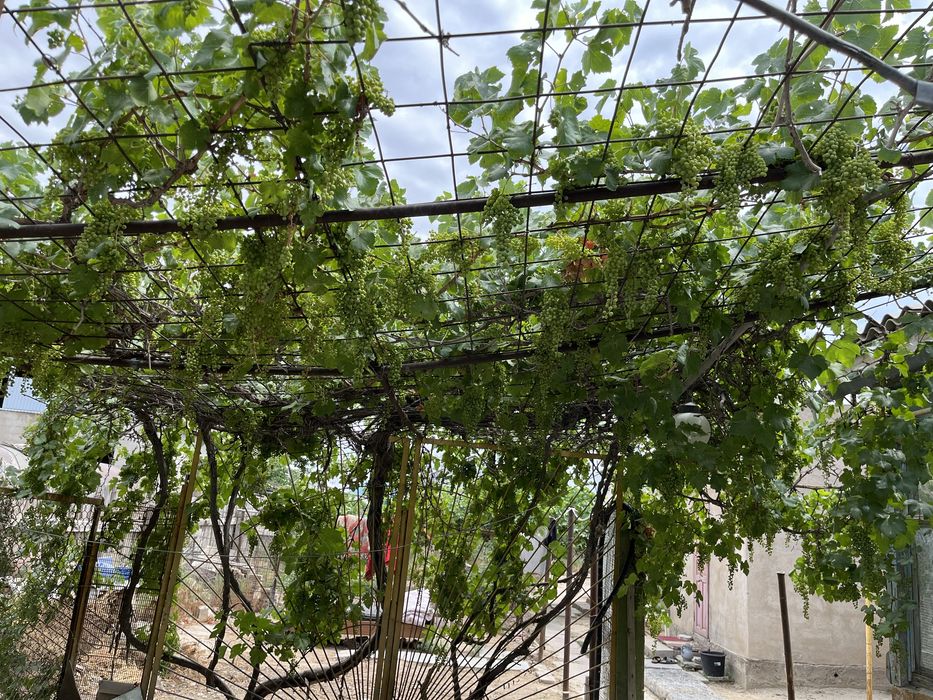 Дача Сот "Химик"