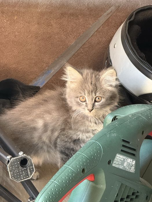 Котята в хорошие руки