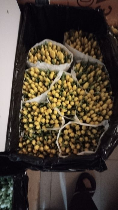 Тюльпан Голландия.