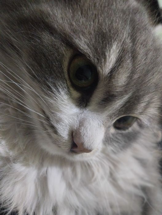 Zoti: Scotish straight