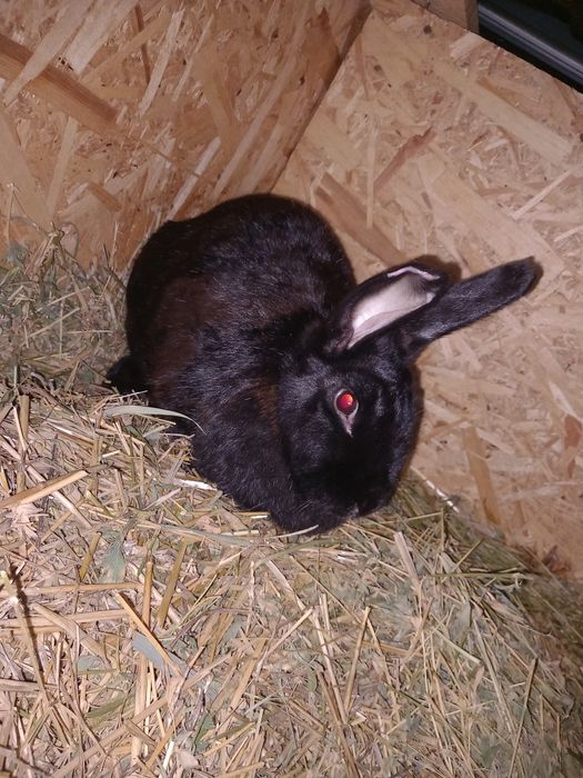 Iepuri albi și negri