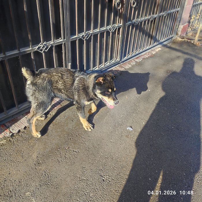 Найдена собака потеряшка