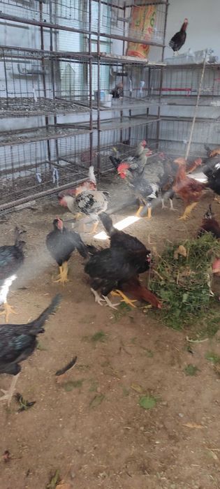 Продаются молодые петушки домашние