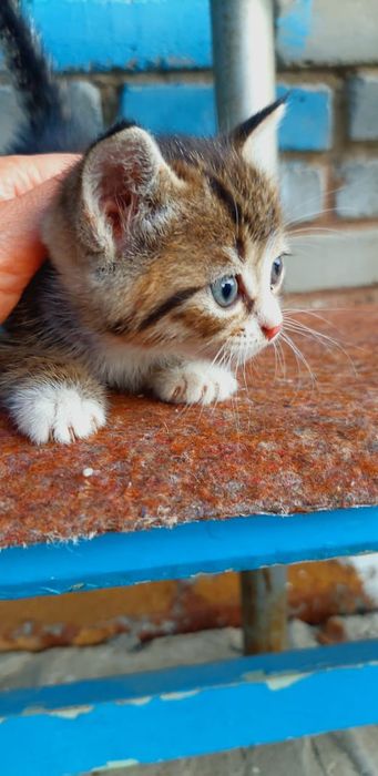 Котенок в добрые руки