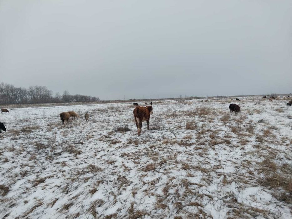 Продам крс 9 голов