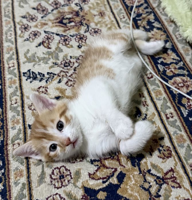 Вислоухие котятя