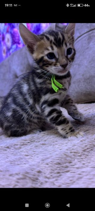 Готовятся к продаже Бенгальские котята.
