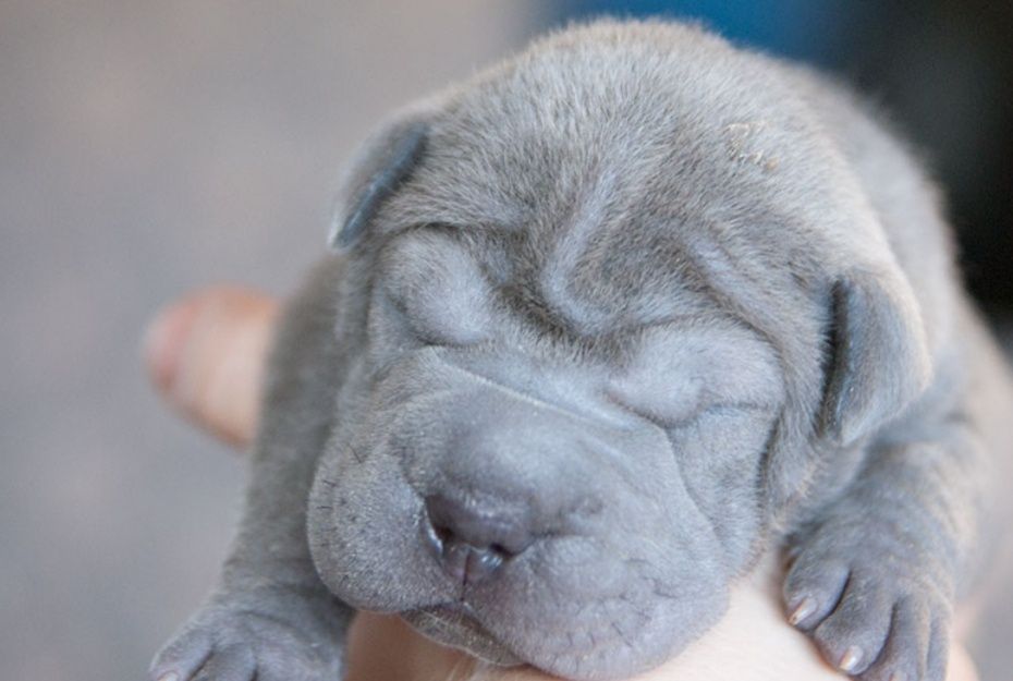 Продажа щенков шарпей